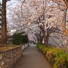 桜のトンネル-２