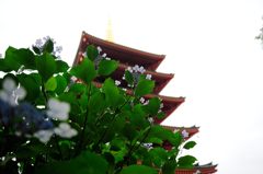 紫陽花模様の五重塔