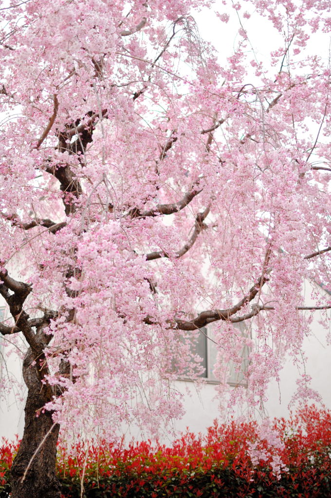 街角の枝垂桜