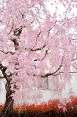 街角の枝垂桜