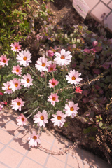 あしもとまで春が