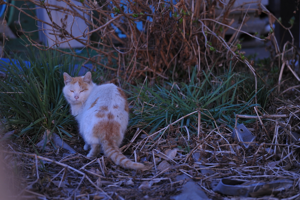 不機嫌な猫