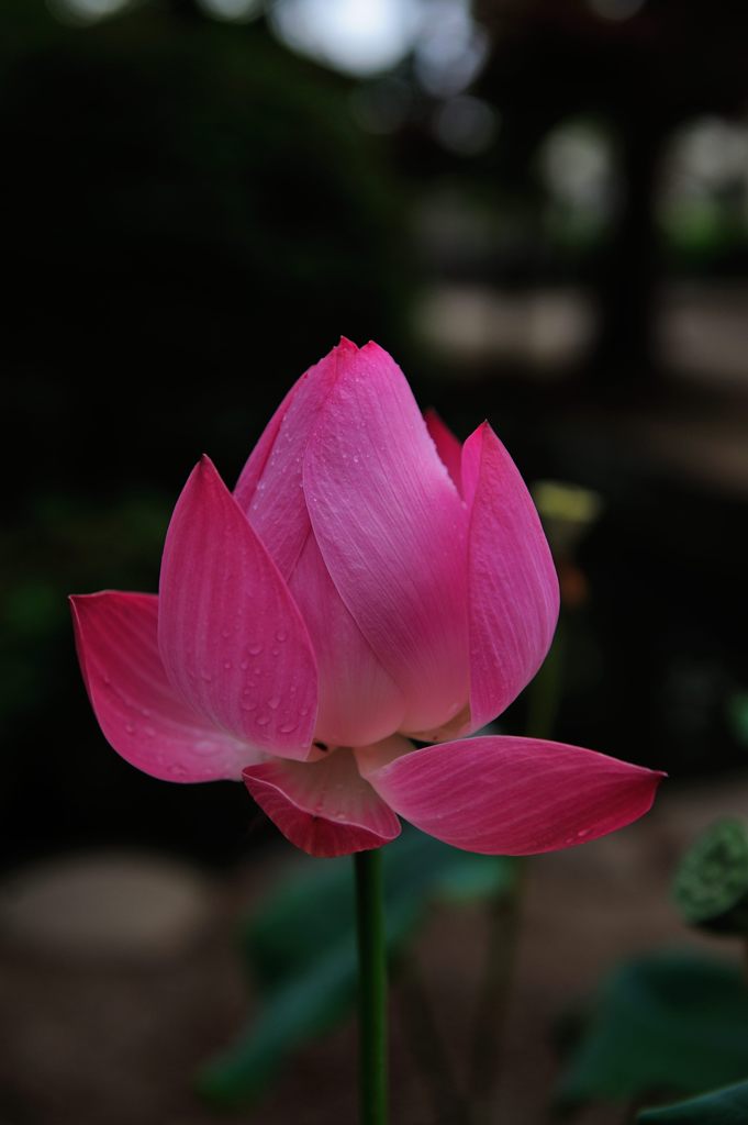 開運花