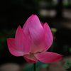 開運花