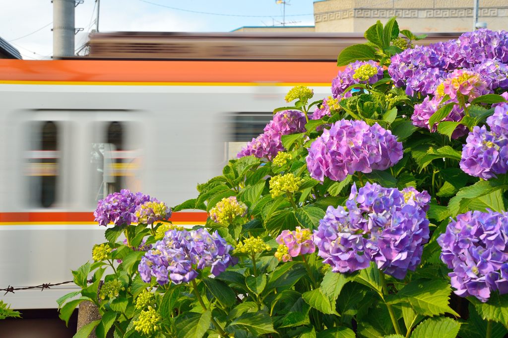 花とすごす~6月