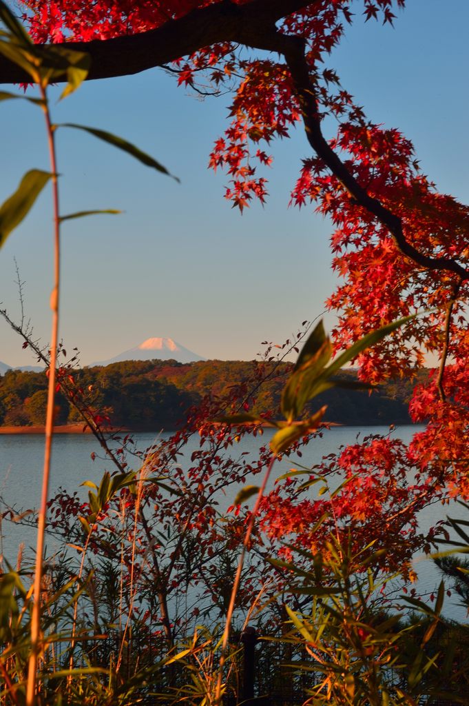 紅富士