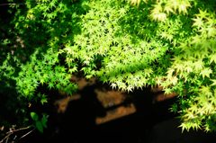 小川を埋め尽くして・・