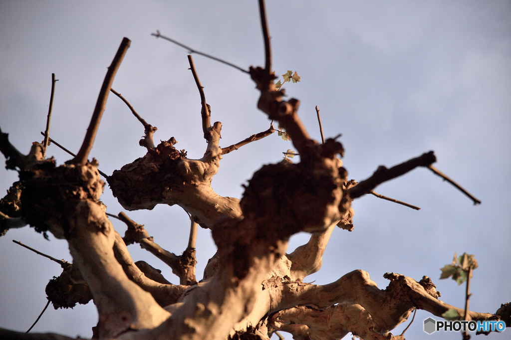 宙舞台 「万歳」