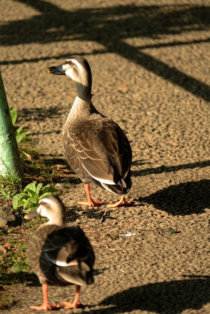 実は晩のおかずのことを考えている。