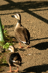 実は晩のおかずのことを考えている。