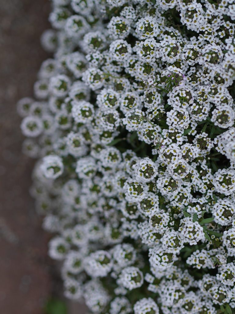 花の目玉がやって来る