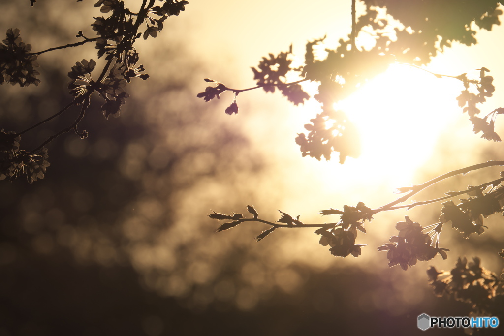 いつか咲き、いつか散る