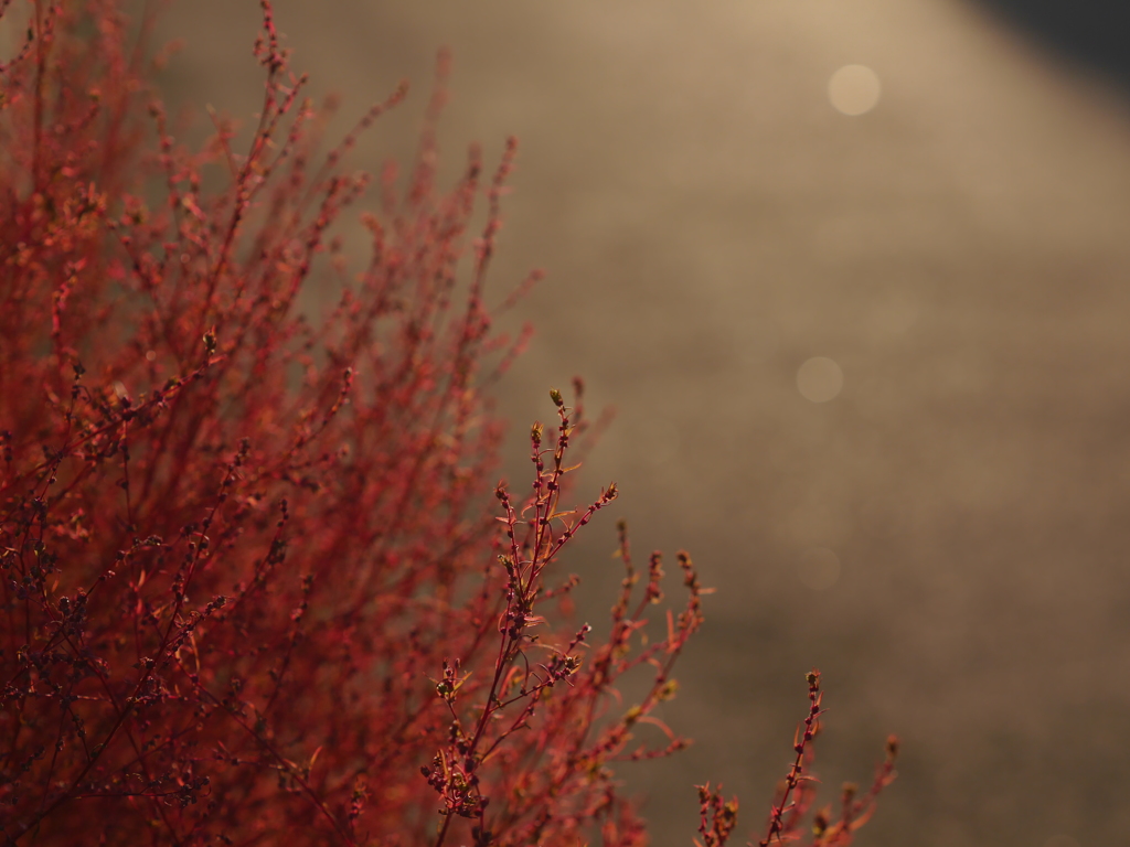 紅色