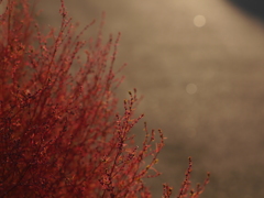 紅色