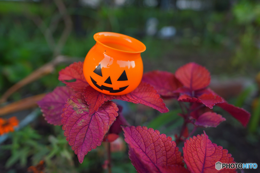 ヘンナハナサイタ