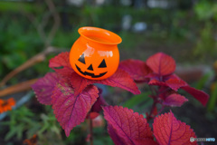 ヘンナハナサイタ