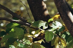 ふいるむ ・日和・05