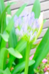 眩惑花