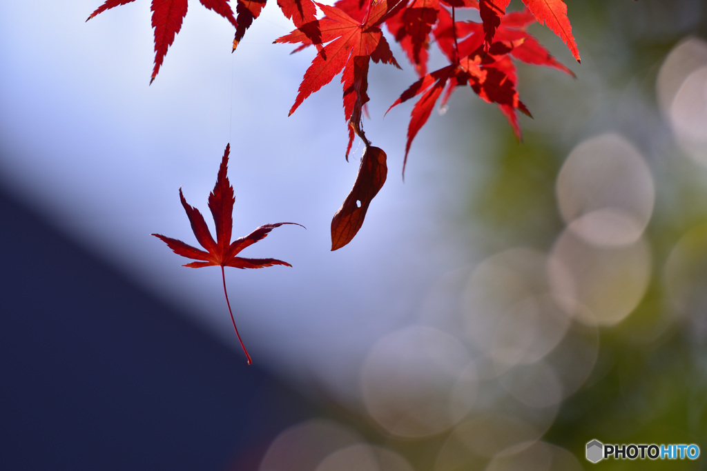 えものふれんず