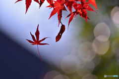 えものふれんず