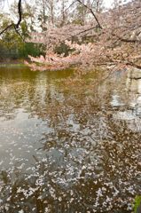 水上桜