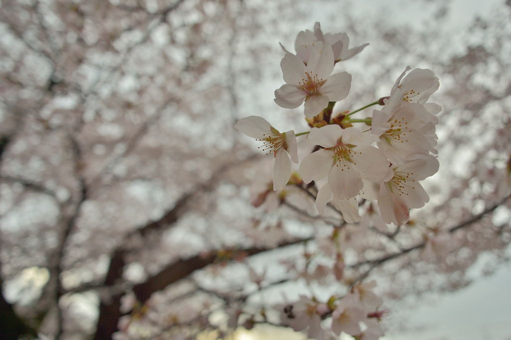 雲り時々まとまった桜