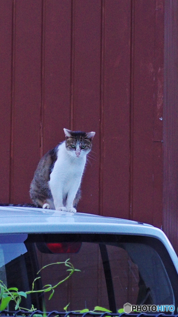 この上がいいの