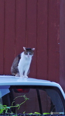 この上がいいの