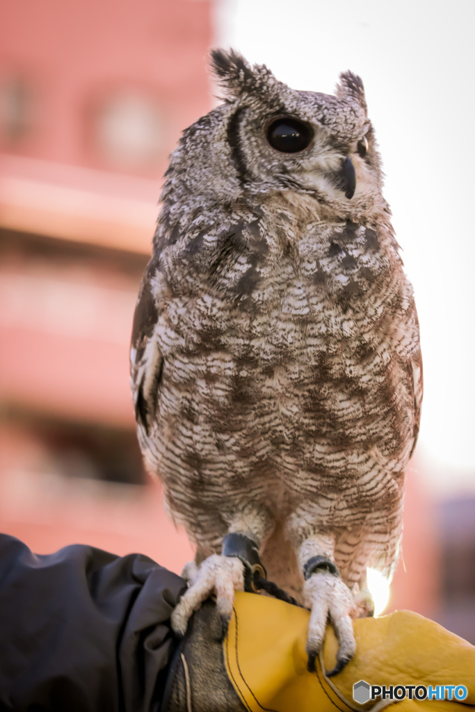 ものめずらしい