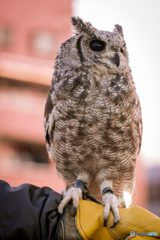 ものめずらしい