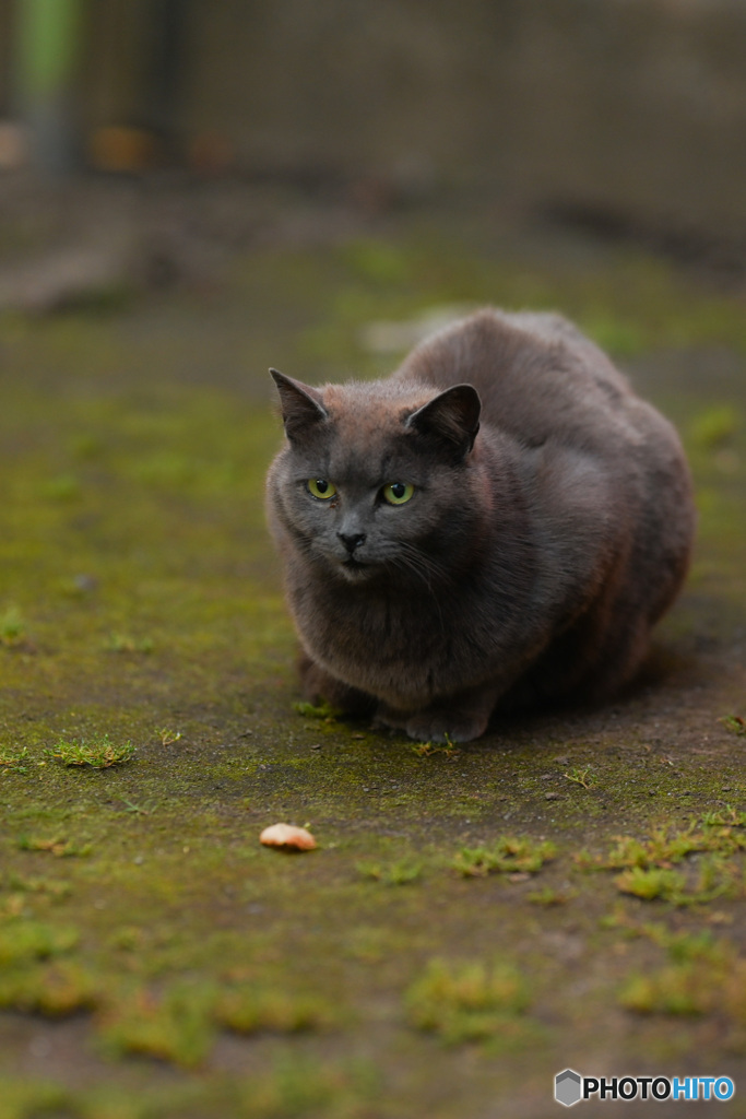 むくち