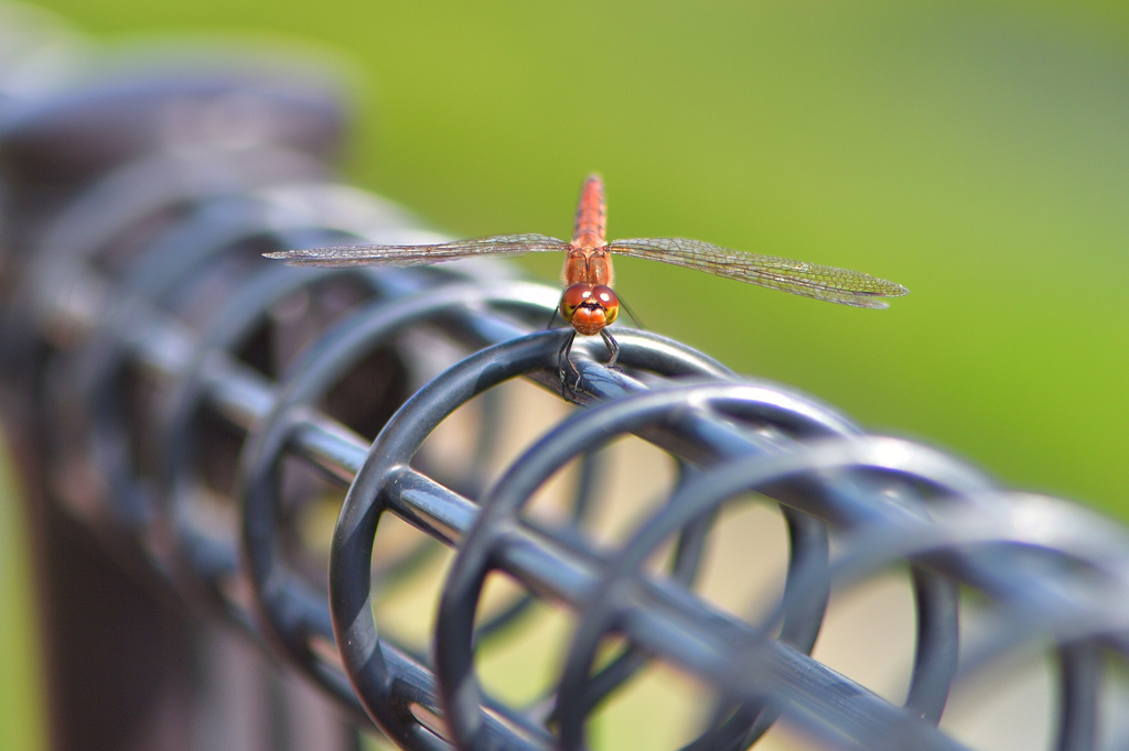 トンボに休みはあるのか
