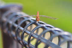 トンボに休みはあるのか