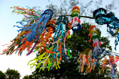 くらげさんたち色とりどり