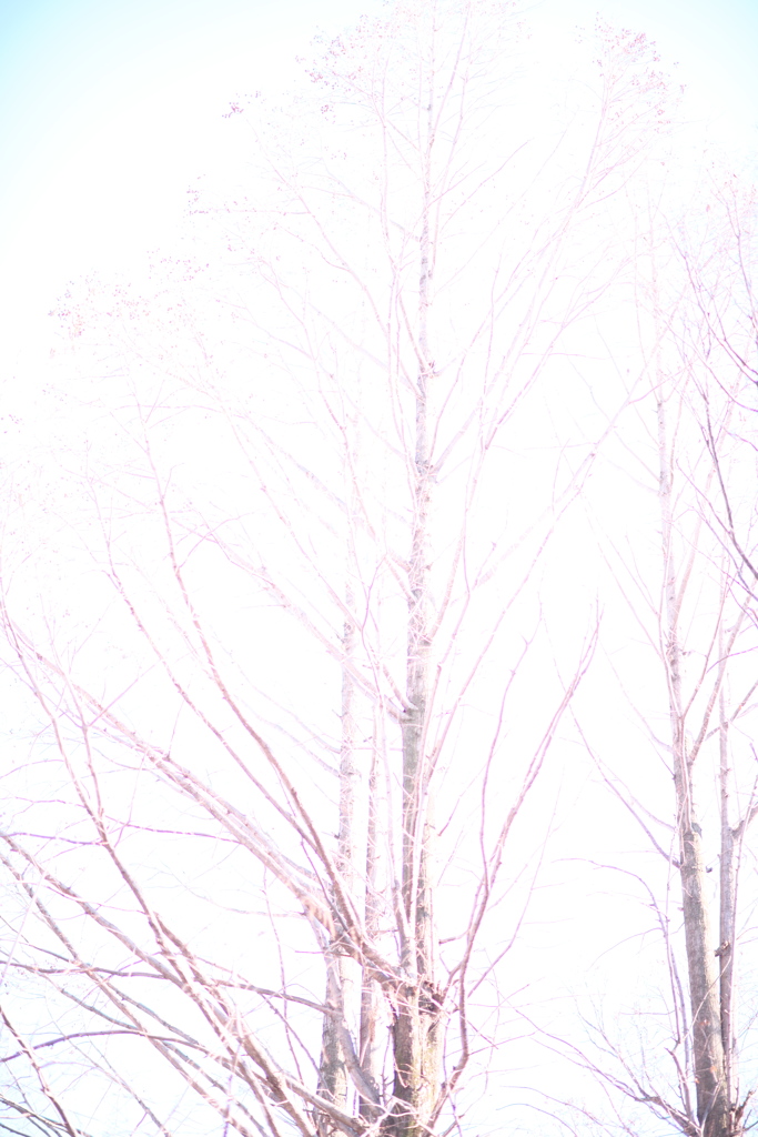 こごえるほど白く