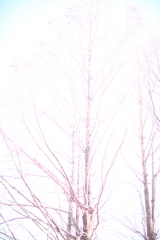 こごえるほど白く