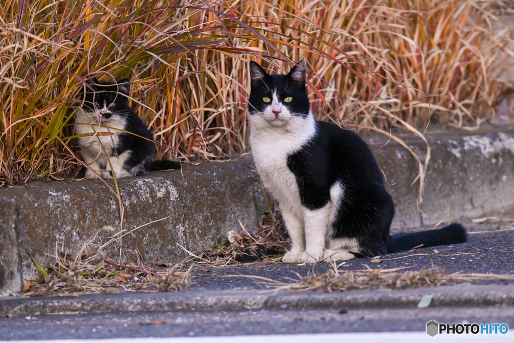 今年もよろしくお願いします。