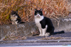 今年もよろしくお願いします。