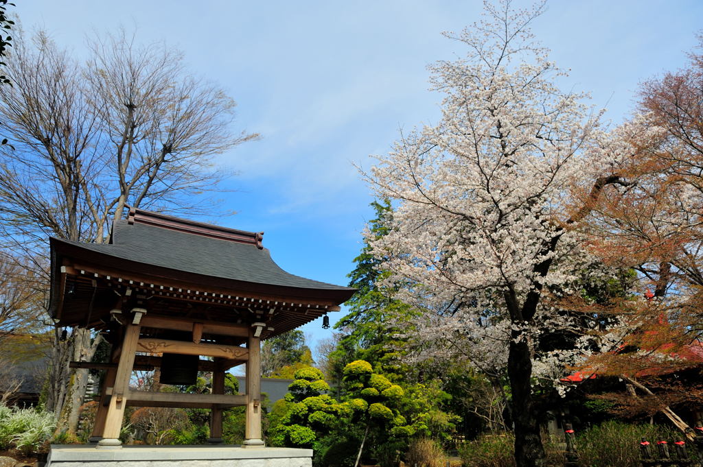 桜の時を告げる