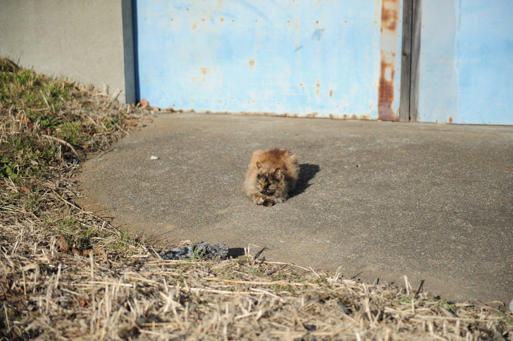 初代、のどか猫