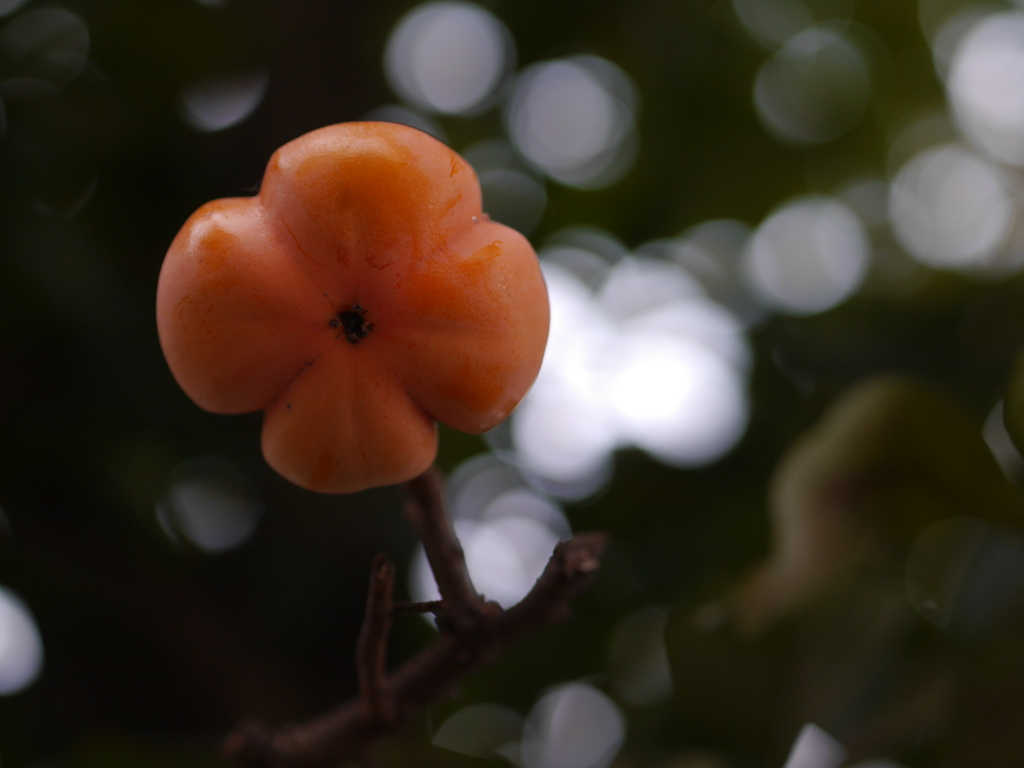 花柿