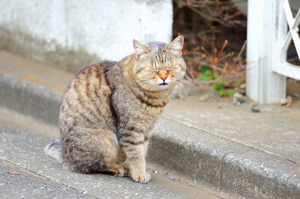 のどか猫3