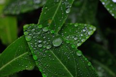 雨に濡れても・・