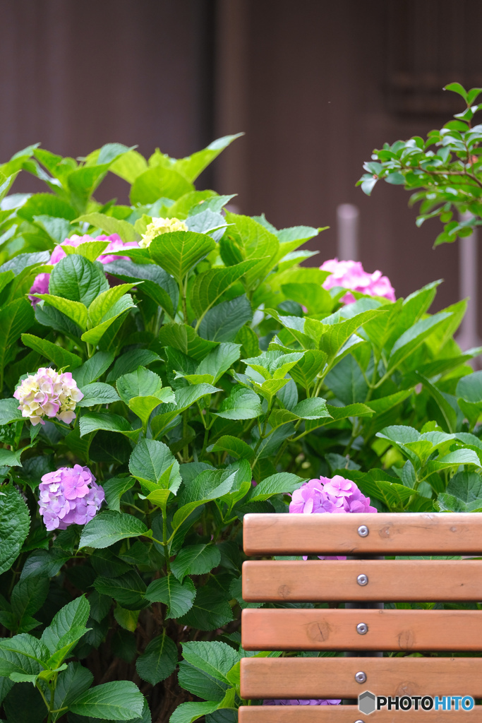 ベンチと紫陽花