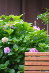 ベンチと紫陽花