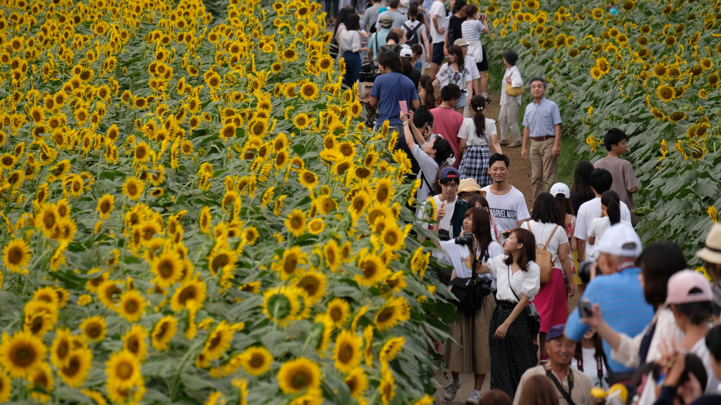 今年もひまわりを見に行こう