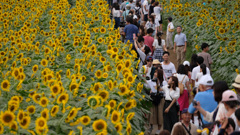 今年もひまわりを見に行こう