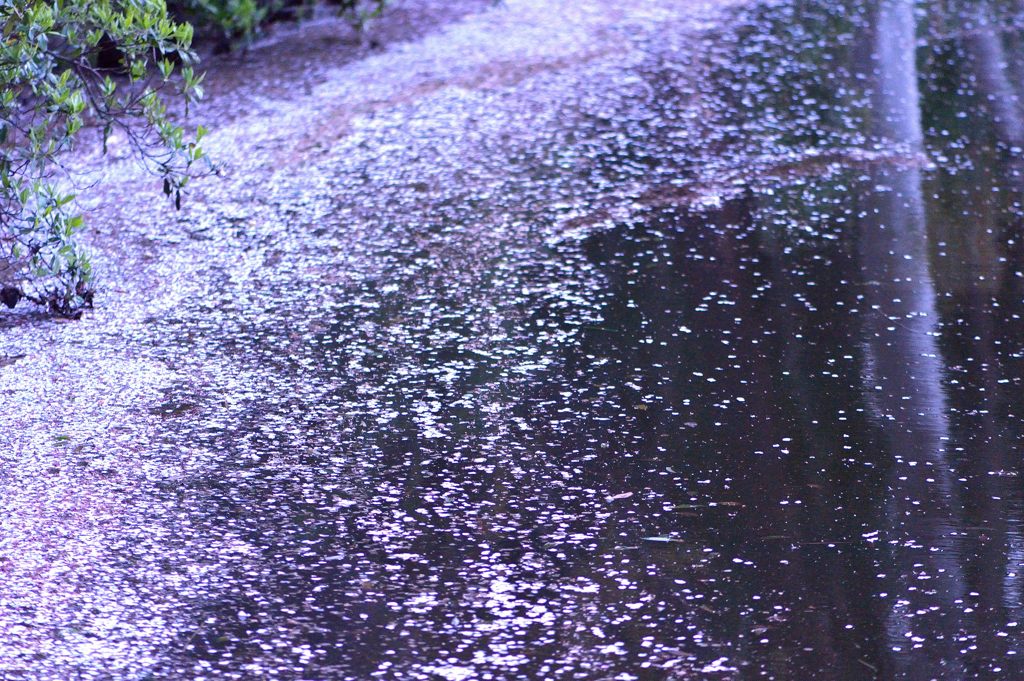 満天の桜