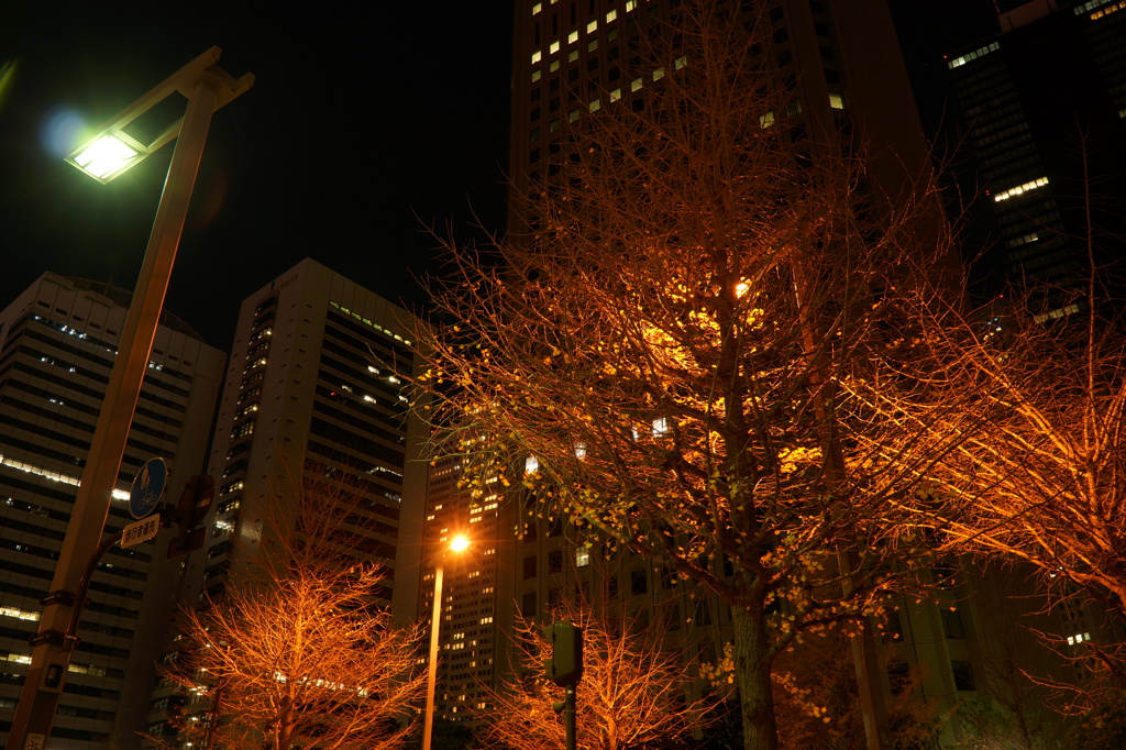 朱都の夜