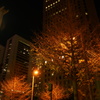 朱都の夜